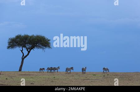 Zèbres marchant à Masai Mara, Kenya, Afrique. Banque D'Images