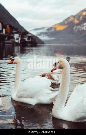 deux cygnes dans l'eau du village de hallstatt vu du lac Banque D'Images