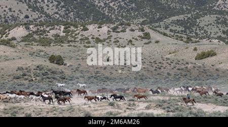 Troupeau de chevaux galopant avec le cowboy. Banque D'Images