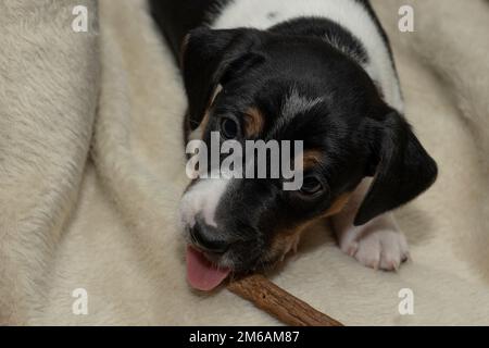 Mignon chiot Jack Russell Terrier de 6 semaines allongé dans un panier à mâcher Banque D'Images