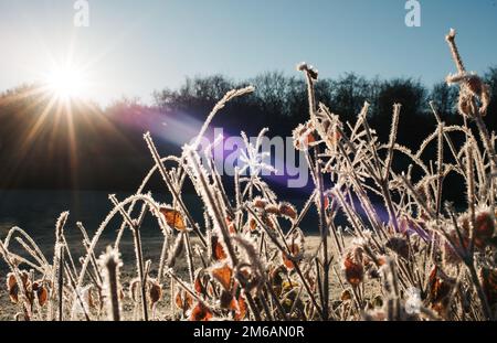 plantes givrantes à l'extérieur lors d'une belle journée d'hiver au lever du soleil Banque D'Images