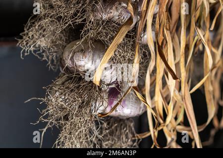 Ail en paquets séchés sous le toit de la maison rurale. Produit biologique largement utilisé dans la cuisine et la médecine de pays différents. Mise au point sélective Banque D'Images