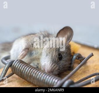 Une souris sauvage commune trouvée morte dans mousetrap gros plan. Banque D'Images