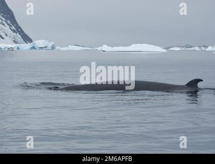 Le petit rorqual dans le sud de l'océan-4. Banque D'Images