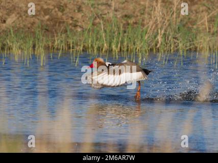 Le mâle Red-Crested Pochard qui entre dans le lac. Banque D'Images