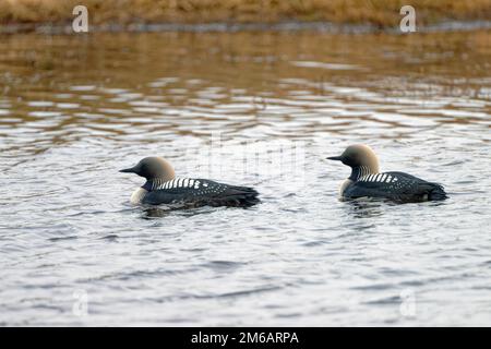 Pacific pacific pacific pacific loon (Gavia pacifica) homme et femme, robe splendide, nage l'une derrière l'autre, vue latérale, Barrow, Arctique, Alaska du Nord, ÉTATS-UNIS Banque D'Images