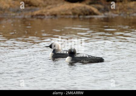 Pacific pacific pacific pacific loon (Gavia pacifica) homme et femme, robe splendide, natation côte à côte, regardant vers l'avant et sur les côtés, Barrow, Arctique, Nord Banque D'Images