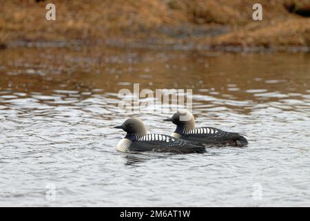 Pacific pacific pacific pacific loon (Gavia pacifica) homme et femme, splendide robe, natation côte à côte, regardant vers l'avant, Barrow, Arctique, Alaska du Nord, ÉTATS-UNIS Banque D'Images