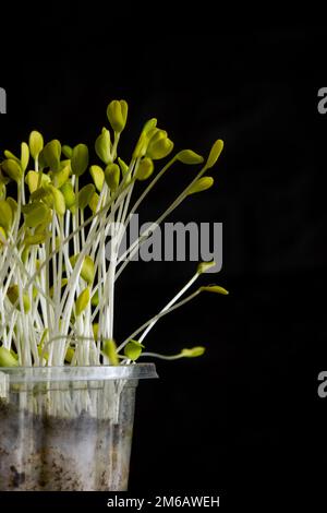 Microgreens. Graines de lin germées sur le noir Banque D'Images