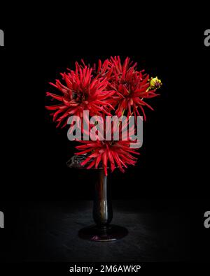 Un bouquet de dahlias rouge foncé à fleurs de cactus dans un vase de classe antique. Banque D'Images