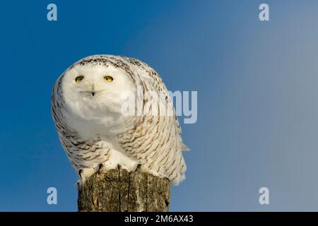 Hibou enneigé (Bubo scandiacus) femelle perchée sur un poteau et observant. Banque D'Images