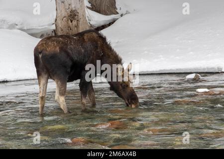 Un orignal bull boit dans une rivière en hiver. Alces americanus Banque D'Images