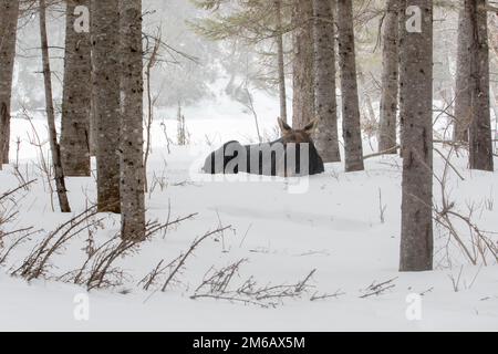 Un orignal de taureau repose dans la neige. Parc national Alces americanus Gaspésie Banque D'Images