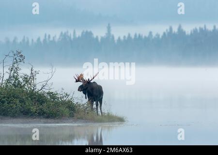 Un orignal dominant debout sur une rive du lac pendant la rut et l'observation. Alces americanus Banque D'Images