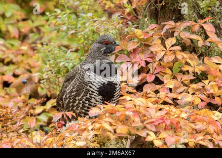 Le tétras de l'épinette (Falcipennis canadensis) se trouve dans une zone de cornouiller et de cornus canadensis Banque D'Images