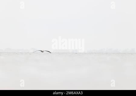 Pélican brun (Pelecanus occidentalis) en vol Banque D'Images