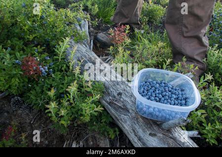 Les gens collectant des bleuets Banque D'Images