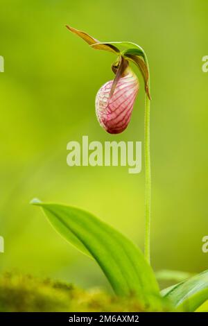 Orchidée de lady Slipper (Cypripedium acaule) ou fleur de mocasiin qui fleurit dans la forêt. Banque D'Images