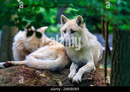 Deux loups arctiques (Canis lupus arctos), loups arctiques, captifs, projet de loups à la Wisentgehege Springe, Basse-Saxe, Allemagne Banque D'Images