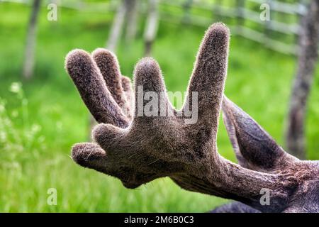 Elk (Alces alces), captif, gros plan des bois, Troms, Norvège Banque D'Images