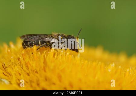 Vue rapprochée naturelle d'une grosse abeille en résine à tête, Heriades truncorum sur une fleur jaune d'Inula dans le jardin Banque D'Images