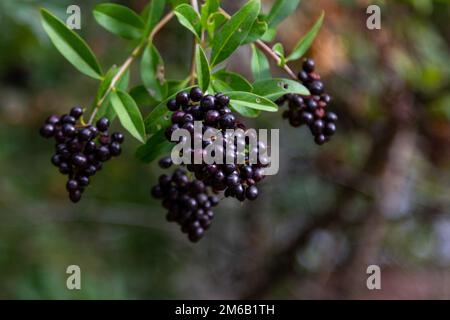 Gros plan de baies noires sur des brunches d'un buisson de privet sauvage (Ligustrum vulgare), poussant dans le jardin Banque D'Images
