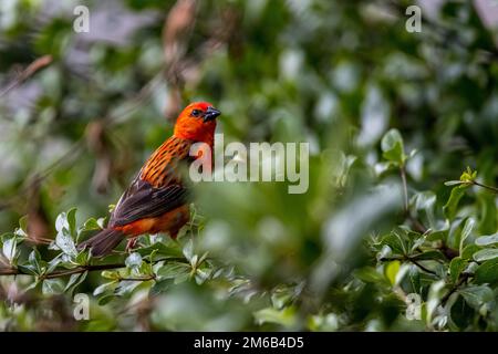 Madagascar Red Fody (Foudia madagascariensis) mâle, Ivato, Antananarivo, Madagascar Banque D'Images