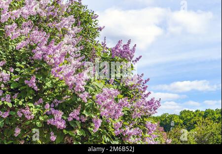 Buissons de lilas sur le champ de Mars. Saint-Pétersbourg. Banque D'Images
