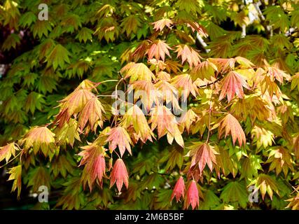 Un Acer shirasawanum 'Moonrise' croissant dans un pot Banque D'Images