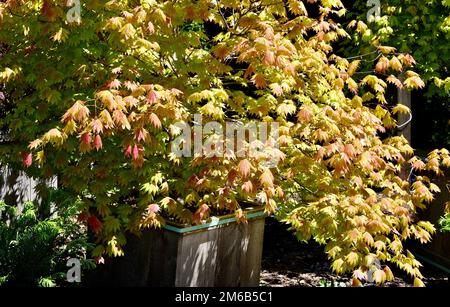 Un Acer shirasawanum 'Moonrise' croissant dans un pot Banque D'Images