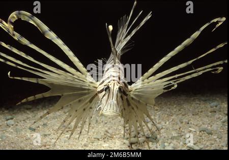 Pterois Miles, le diable luciâtre ou le poisson-lionfish commun Banque D'Images