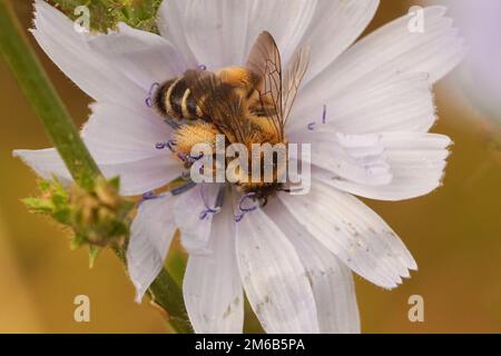 Gros plan sur une abeille Pantaloon femelle, Dasypoda hirtipes, buvant le nectar d'une fleur de chicorée sauvage bleu clair , Cichorium intybus Banque D'Images