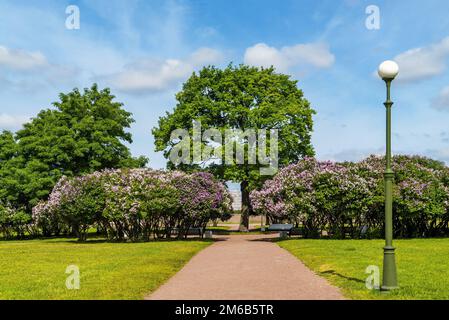 Buissons de lilas sur le champ de Mars. Saint-Pétersbourg. Banque D'Images