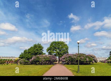 Buissons de lilas sur le champ de Mars. Saint-Pétersbourg. Banque D'Images