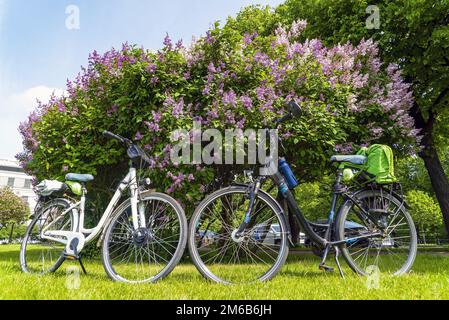 Buissons de lilas sur le champ de Mars. Saint-Pétersbourg. Banque D'Images