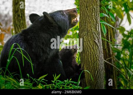 Un ours momma donne à un jeune cub une leçon d'escalade des arbres. Juste après la prise de cette photo, Junior monta l'arbre. Cette photo a été prise en l assez Banque D'Images