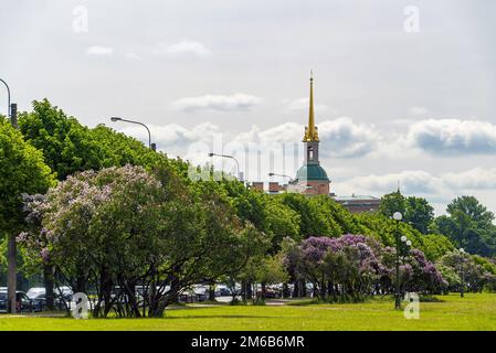 Buissons de lilas sur le champ de Mars. Saint-Pétersbourg. Banque D'Images