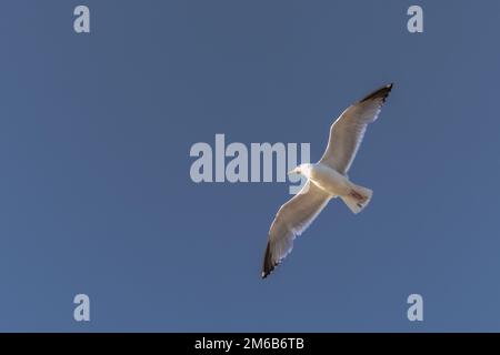 St Ives - 30 mai 2022 : ville côtière pittoresque de St Ives en Cornouailles, Angleterre. Banque D'Images