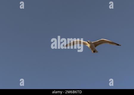 St Ives - 30 mai 2022 : ville côtière pittoresque de St Ives en Cornouailles, Angleterre. Banque D'Images