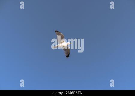 St Ives - 30 mai 2022 : ville côtière pittoresque de St Ives en Cornouailles, Angleterre. Banque D'Images