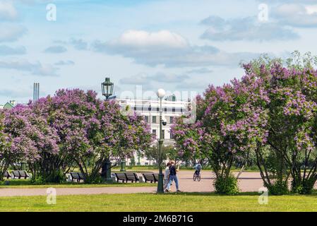 Buissons de lilas sur le champ de Mars. Saint-Pétersbourg Banque D'Images