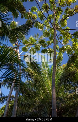 Arbres tropicaux sur fond bleu ciel. Vue vers le bas sur l'arbre trompette Banque D'Images