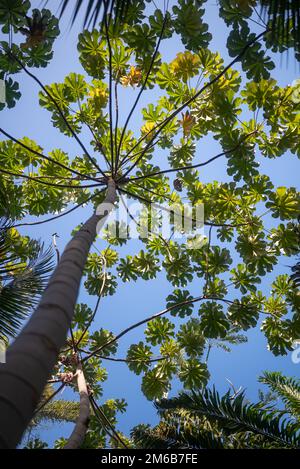 Arbres tropicaux sur fond bleu ciel. Vue vers le bas sur l'arbre trompette Banque D'Images