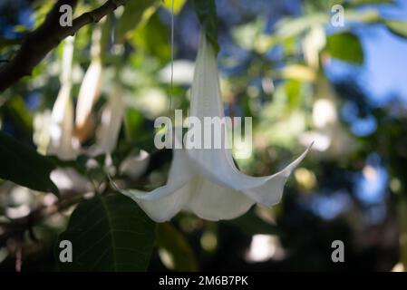 Les anges blancs trompette sur fond de feuilles vert flou. Lumière chaude bokeh Banque D'Images