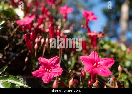 Fleurs roses de Princes-vigne, Lady Doorlys Morning Glory ou Cardinal rampante Banque D'Images