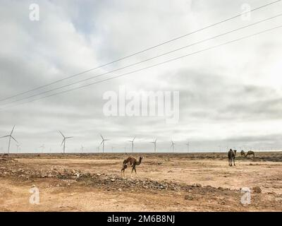 Maroc, Sahara occidental, éoliennes Banque D'Images