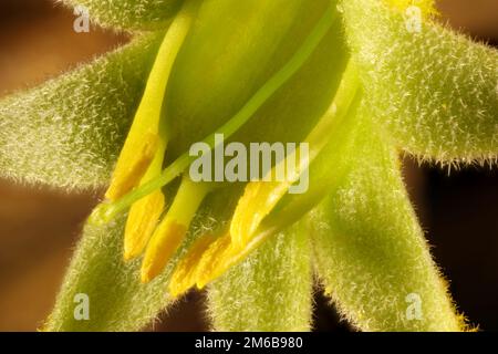 Vue super macro de la fleur isolée de la Paw jaune de kangourou (Anigozanthos) Banque D'Images