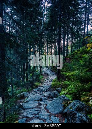 Sentier des montagnes Rocheuses dans une forêt de pins avec une vague en forme de S au coucher du soleil Banque D'Images