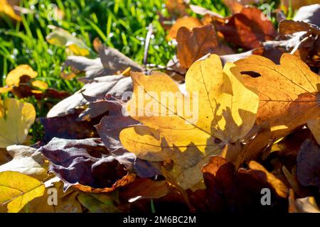 Gros plan de la litière de feuilles rassemblée sur l'herbe d'un parc, les couleurs soulignées par le soleil d'automne. Banque D'Images