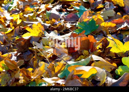 Gros plan de la litière de feuilles rassemblée sur l'herbe d'un parc, les différentes couleurs mises en évidence par le soleil d'automne. Banque D'Images